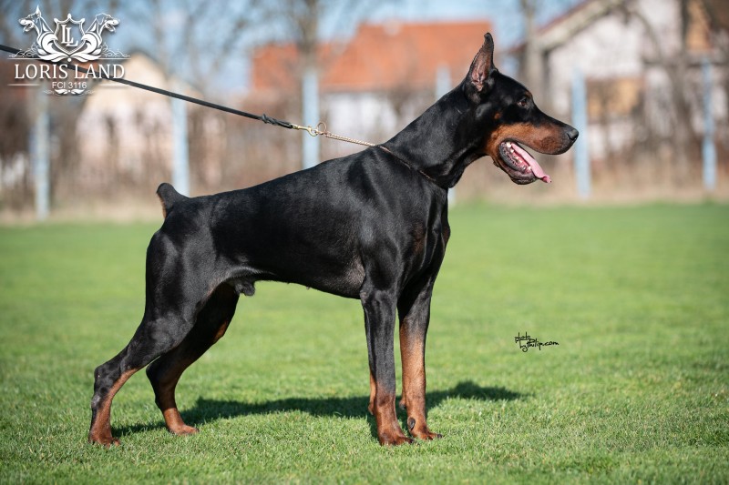 Aria Dobermans Angel Of Shaytan Sky No Limit